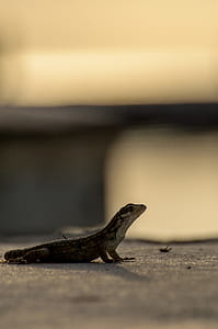 brown iguana on gray floor thumbnail