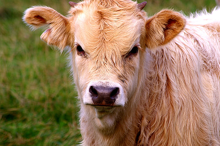 selective focus of brown cow thumbnail