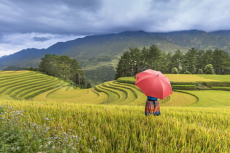 person's holding red umbrella standing on middle of green grass field during daytime thumbnail