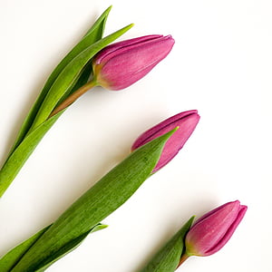 red tulip flower buds thumbnail
