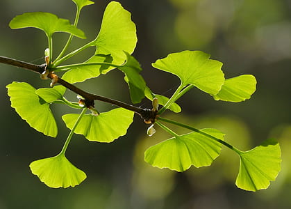 selective focus photography of green leafed plant thumbnail