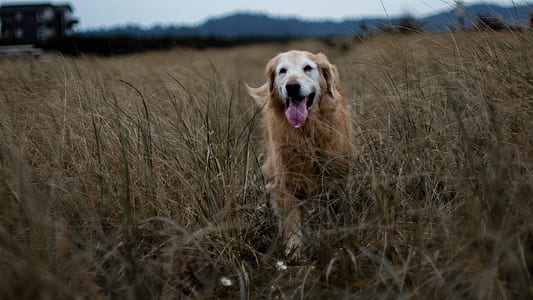 adult golden retriever running on grass thumbnail