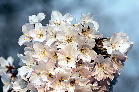 white petaled flowers thumbnail