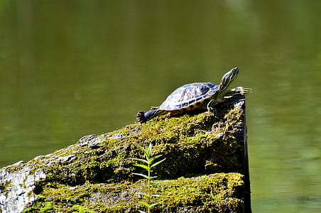turtle on rock thumbnail