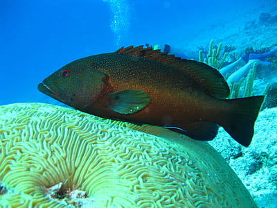 Black and Grey Fish Underwater thumbnail