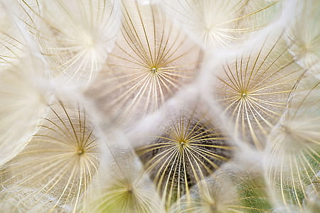 shallow focus photo of dandelions thumbnail