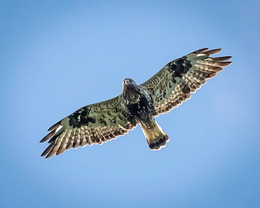 white and black bird flying under blue sky during daytime thumbnail
