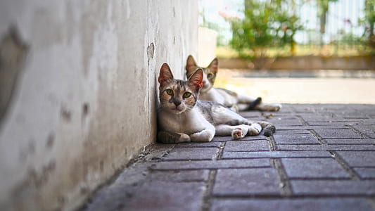 two white-black-and-brown tabby cats on concrete pavement thumbnail