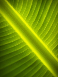 nature, leaf, blur, lines thumbnail