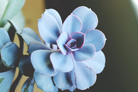 blue succulent plant thumbnail
