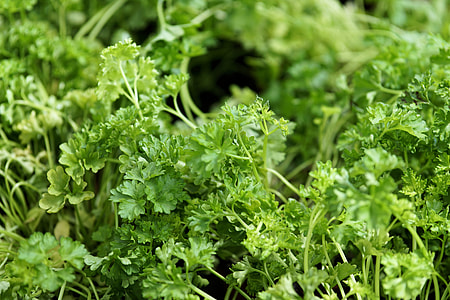 green leaf plants thumbnail