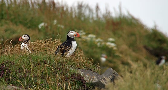 two black-and-white Puffin birds on green grass during daytime thumbnail