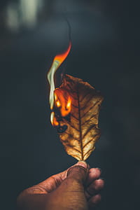 time lapse photography of burning leaf thumbnail