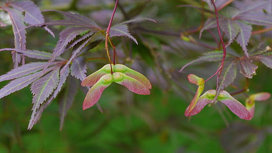 Seed wings of a Japanese red maple tree with lacey leaves. thumbnail