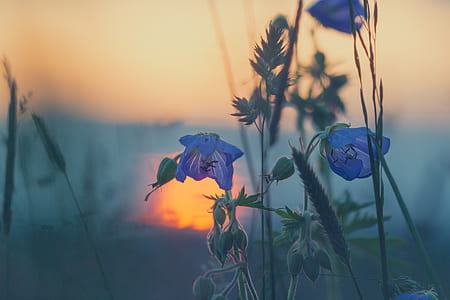 selective focus photography of blue campanula flowers thumbnail