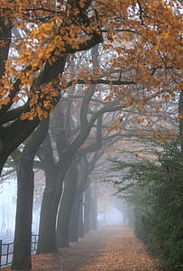 brown maple trees during daytime thumbnail