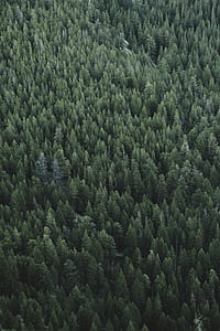 aerial photography of forest thumbnail