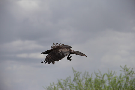 flying bird over tree thumbnail