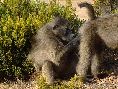 brown monkey thumbnail