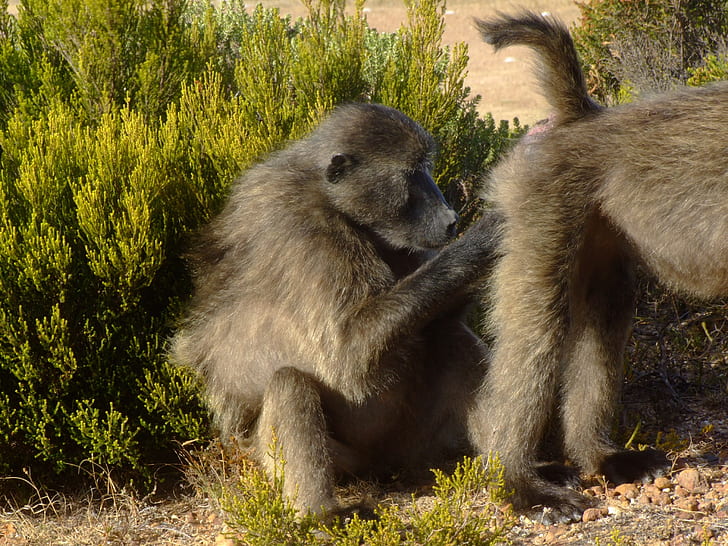 brown monkey
