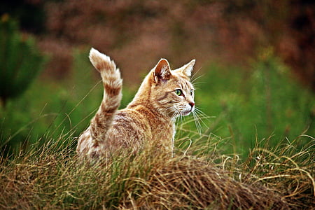 close-up photo of beige cat standing on brown grass thumbnail