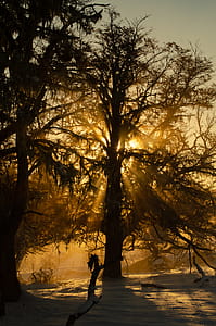 Silhouette of Tree on Snow Covered Ground With Sunset Peeking Through Branches thumbnail