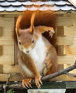 brown squirrel thumbnail