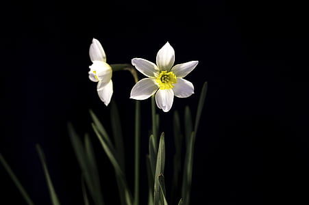close up photography of white Narcissus flower thumbnail
