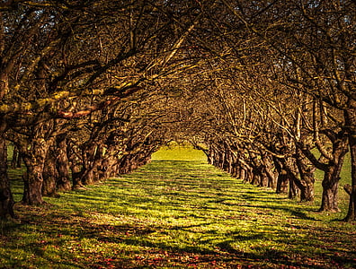 green grass road surrounded by bare trees thumbnail