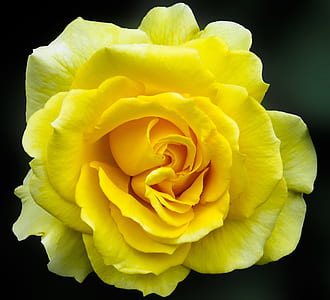 close-up photography of yellow rose flower thumbnail