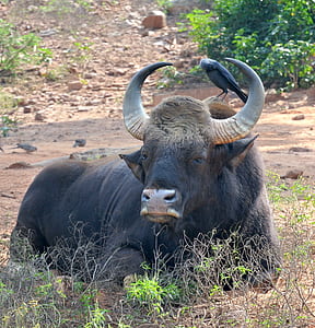 water buffalo on grass thumbnail