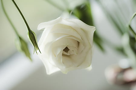 closeup photo of white rose flower thumbnail