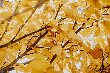 Yellow leaves of magnolia in autumn thumbnail
