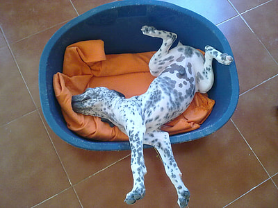 short-coated white and black puppy lying in basin thumbnail