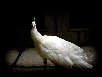 white peacock thumbnail
