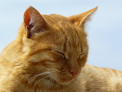 close-up photography of orange tabby cat thumbnail