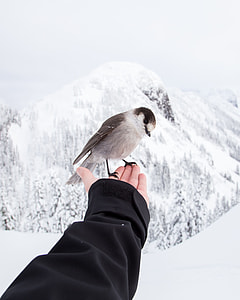 person holding gray and white passerine bird thumbnail