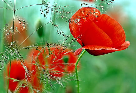 closeup photo of red poppy flower thumbnail