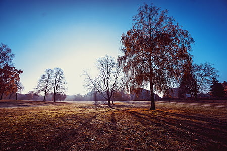 leafless trees under blu sky thumbnail
