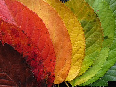 top view photography of eight assorted-color leaves thumbnail