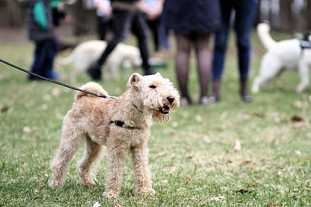 Adult Lakeland Terrier thumbnail