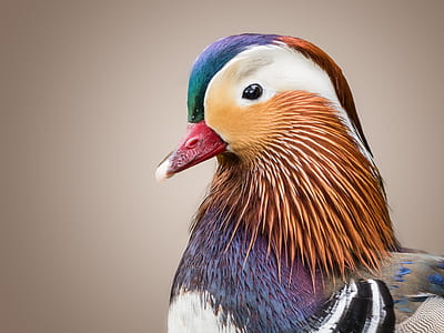 selective photo of beige, blue, and white pet bird thumbnail