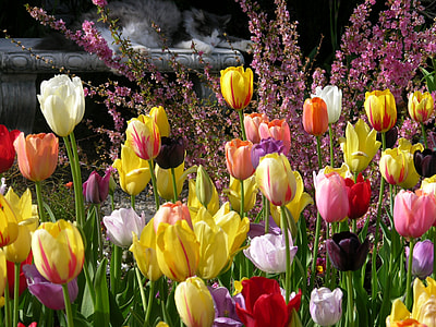 bed of assorted-color petaled flowers thumbnail