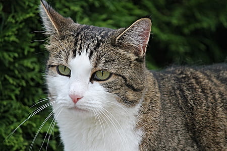closeup photo of brown tabby cat thumbnail