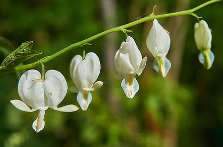 tilt shift photography of white flowers thumbnail