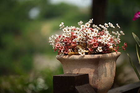 white and red petaled flower closeup photography thumbnail