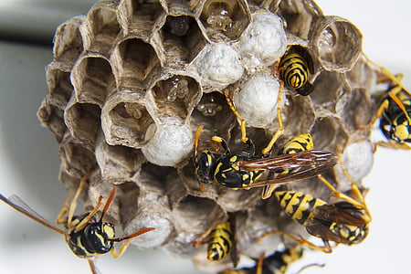 beehive thumbnail