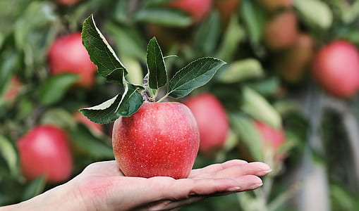 red apple on person's left hand in shallow focus photography thumbnail