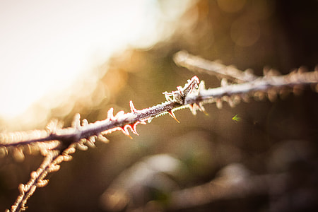 Morning Dew Detail in the Forest thumbnail