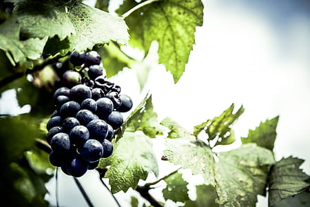 Wine grapes thumbnail